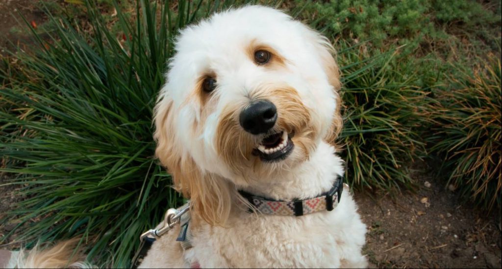 El perro protagonista de Pooped, elemento clave en la historia del cortometraje, filmado con la Blackmagic URSA Mini Pro 12K OLPF.