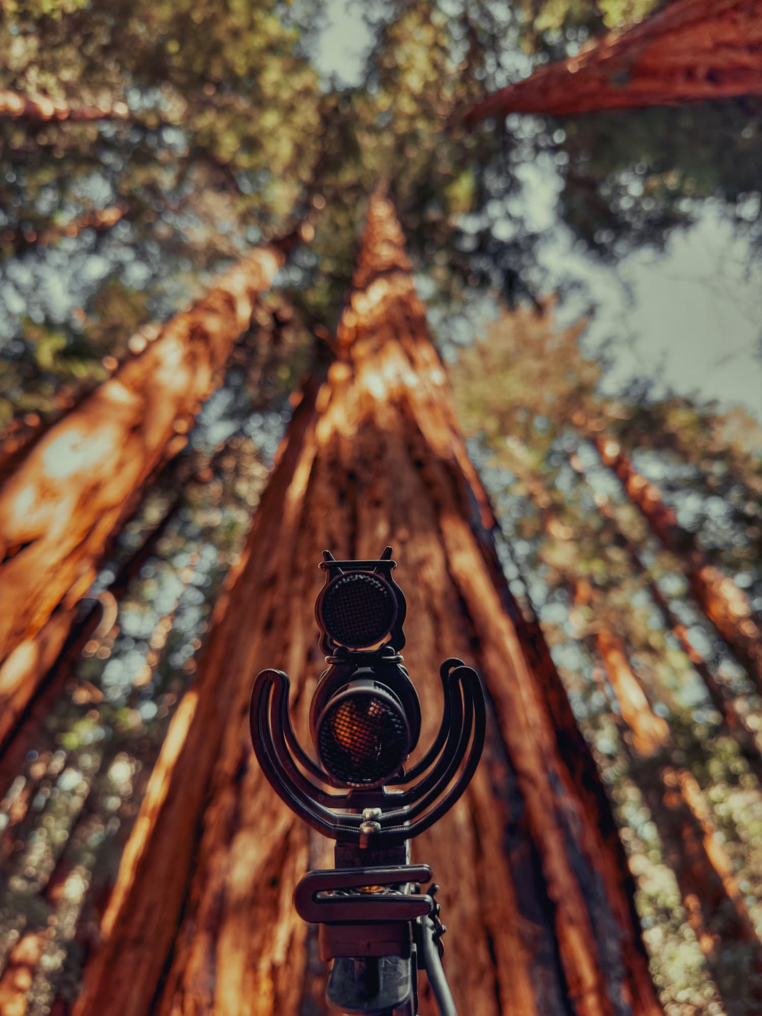 Configuración vertical de micrófonos Sennheiser MKH orientados hacia la copa de una secuoya gigante para grabar el sonido ambiental a gran altura.