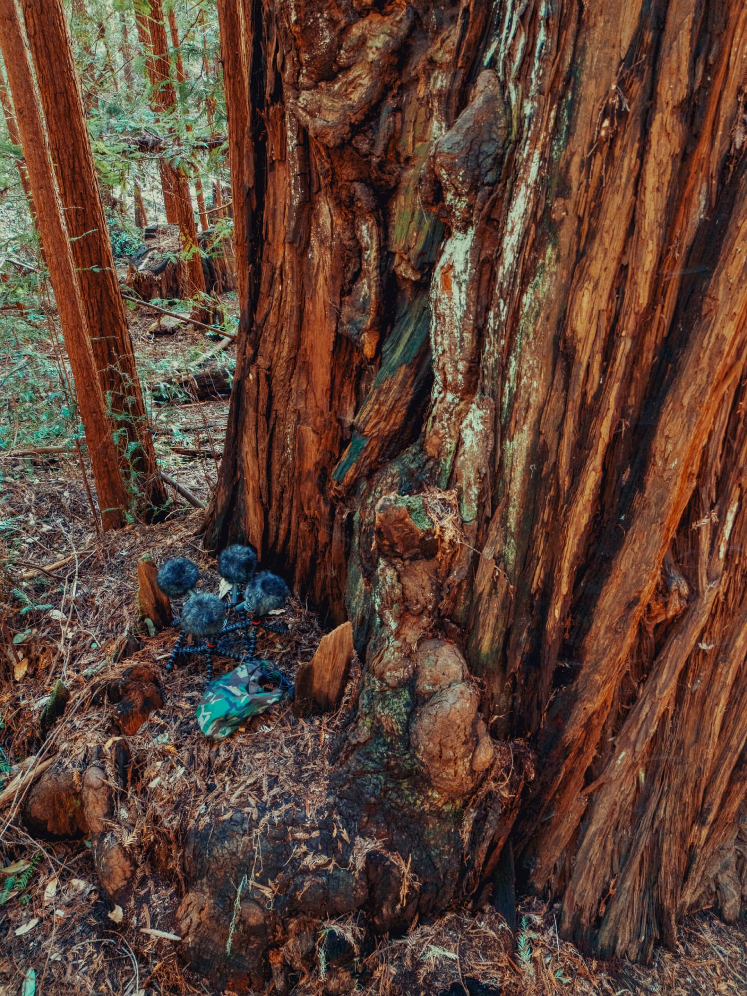 Conjunto de micrófonos Sennheiser MKH instalados en la base de una secuoya para capturar el paisaje sonoro del bosque en el proyecto de Thomas Rex Beverly.