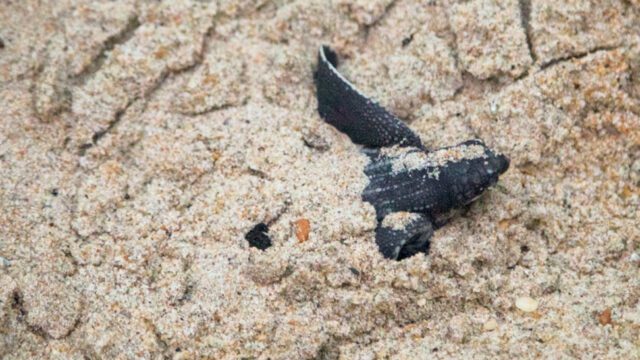 Cría de tortuga marina sobre la arena durante el trabajo de conservación de Nature Seekers en Trinidad